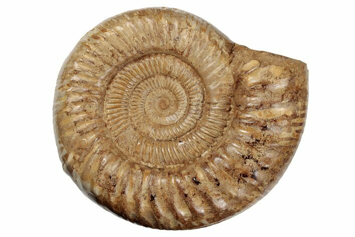 Jurassic Ammonite (Perisphinctes) - Madagascar #191599